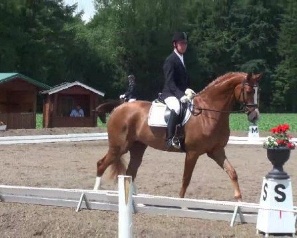 Pferd Sir Wilhelm WS (Oldenburger, 2008, von Sir Donnerhall I)