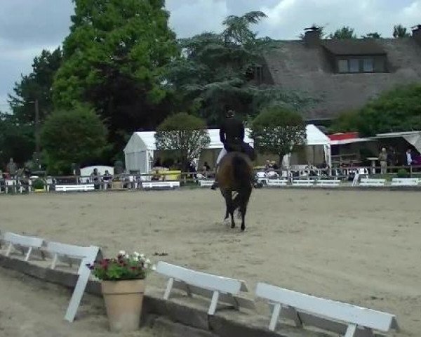 broodmare Tiffany 339 (Holsteiner, 2003, from Dolany)