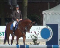 jumper Quintano 25 (Oldenburg, 2007, from Quattro B)