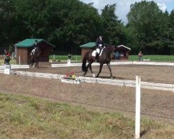 dressage horse Filipa AS (Oldenburg, 2008, from Florencio I)