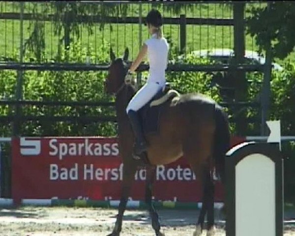 horse West Side's Anny (German Warmblood, 2005, from Quinn Step)