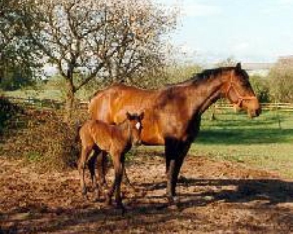 Zuchtstute Esmeralda III (Holsteiner, 1990, von Landgraf I)