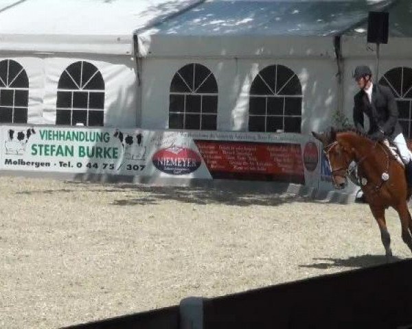 jumper Concord 63 (Hanoverian, 2007, from Cassus 2)