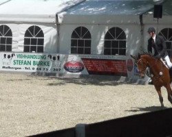 jumper Concord 63 (Hanoverian, 2007, from Cassus 2)