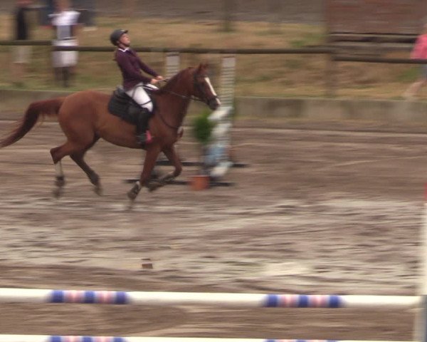 Reitturnier Halle-Seeben 2022