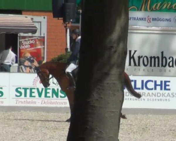jumper Cascalla 2 (Oldenburg, 2007, from Catoki)