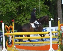 Springpferd Checker 29 (Hessisches Warmblut, 2007, von Contendro I)