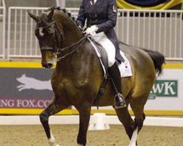 Dressurpferd Breaking Dawn (KWPN (Niederländisches Warmblut), 2001, von Akribori) Dressurpferd Breaking Dawn (KWPN (Niederländisches Warmblut), 2001, von Akribori)