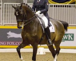 dressage horse Breaking Dawn (KWPN (Royal Dutch Sporthorse), 2001, from Akribori)