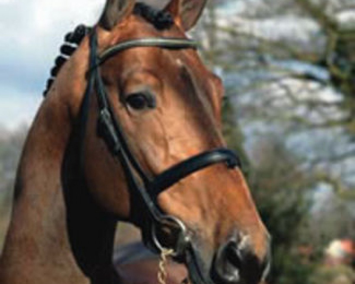 stallion Larenco (Westphalian, 1997, from Lancer III)