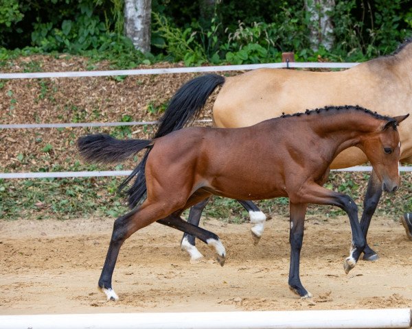 horse Venustas Ferrani (German Riding Pony, 2022, from Venustas Cool Edition)