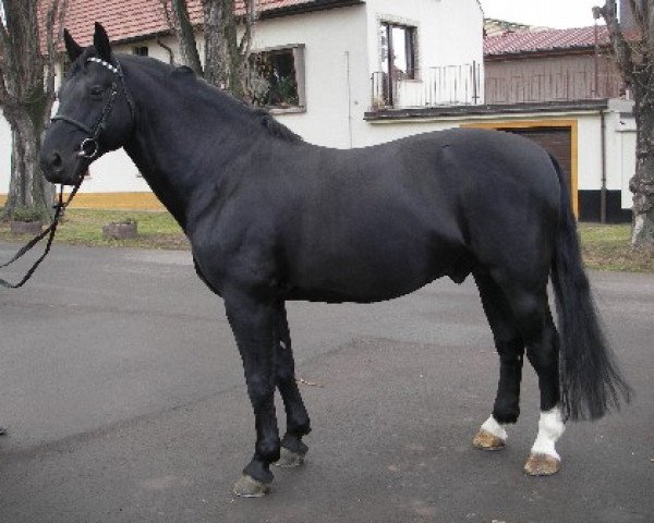 stallion Elbling (Heavy Warmblood, 1997, from Elton Mo 1445)