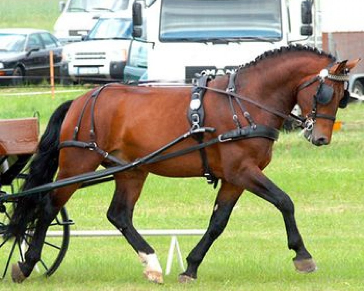 stallion Elbcapitän (Heavy Warmblood, 2002, from Elbling)
