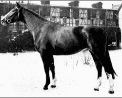 stallion Semper idem 3947 (Trakehner, 1934, from Dampfross)