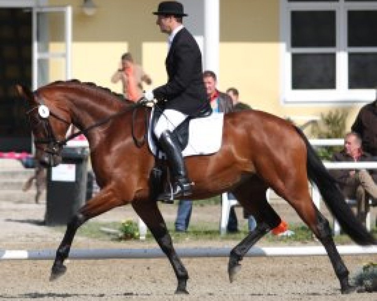 stallion Fit for Fun (Oldenburg, 2000, from Florestan I)