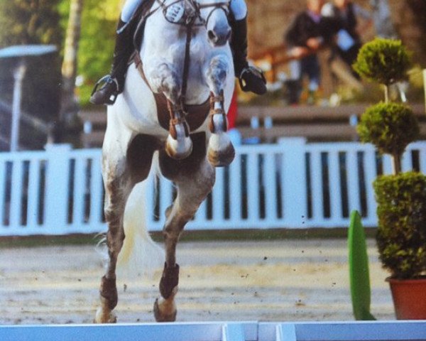 jumper Lazarro 6 (Holsteiner, 2001, from La Zarras 119 FIN)