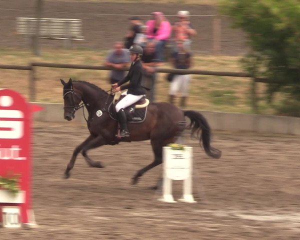 Reitturnier Halle-Seeben 2022