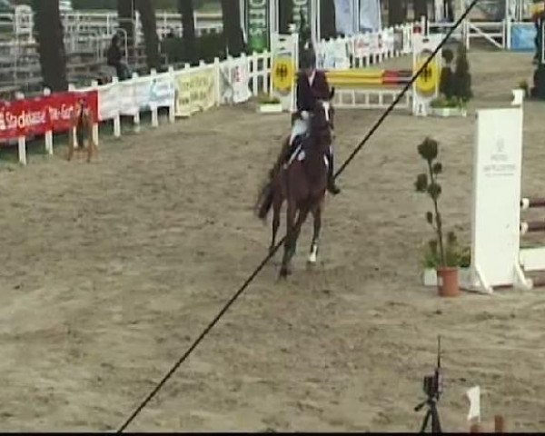 Pferd Maddox 27 (Oldenburger Springpferd, 2007, von Mighty Magic)