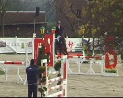 Springpferd Carlsson 62 (Holsteiner, 2006, von Contender)