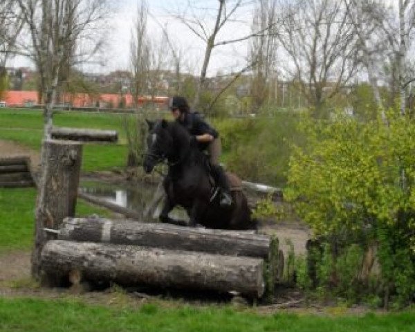 dressage horse Leonardo 762 (Thuringia, 1999)