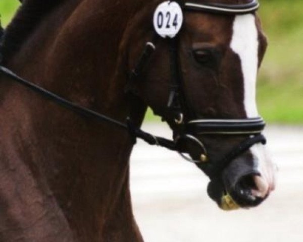 horse Bella Esprit (German Riding Pony, 1994, from Bonjour)