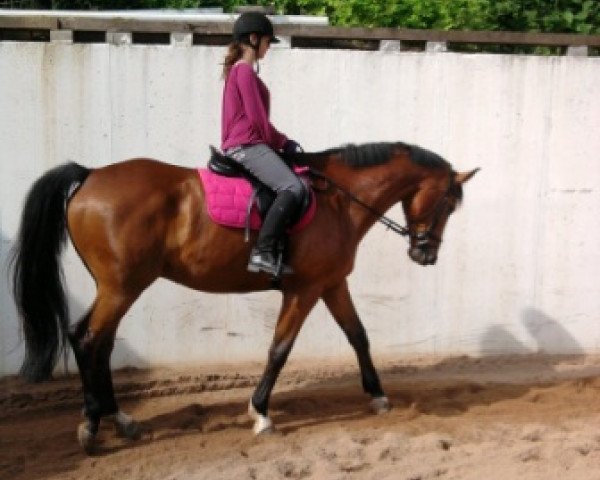 horse Chako (Bavarian,  , from Corallo)