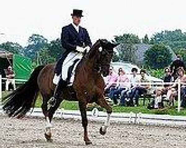 Dressurpferd Darlings Dream (Schweizer Warmblut, 2002, von Day Dream) Dressurpferd Darlings Dream (Schweizer Warmblut, 2002, von Day Dream)