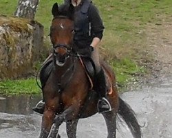 broodmare Dimette (Oldenburg, 2005, from Dimaggio)