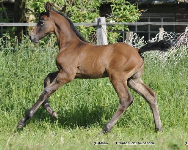 horse LA vom Aubachtal (Westphalian, 2012, from Los Angeles)
