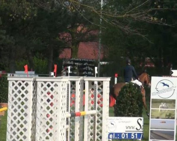 jumper le Bon 24 (KWPN (Royal Dutch Sporthorse), 2003, from Pythagoras)