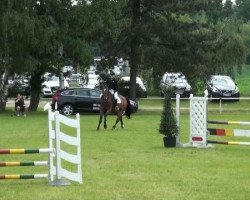 dressage horse Ricos (Westphalian, 2005, from Roh Magic)