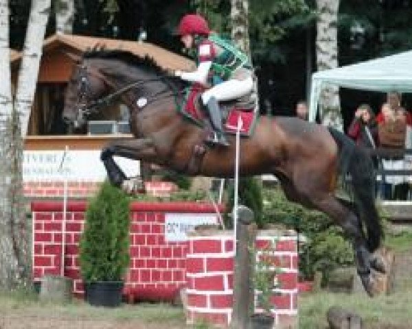 jumper Henry 157 (Hanoverian, 1997, from Heraldik xx)