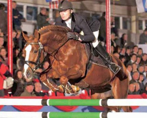 stallion Hornet Rose (Selle Français, 1995, from Quidam de Revel)
