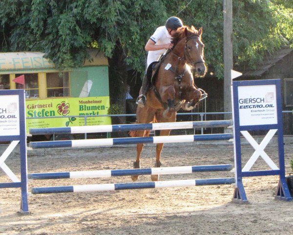 Springpferd La Lola 2 (Rheinländer, 2004, von Lapaz L)