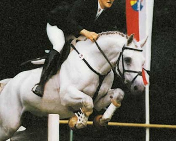 stallion Asterix Bavaria (Holsteiner, 1990, from Ahorn Z) stallion Asterix Bavaria (Holsteiner, 1990, from Ahorn Z)