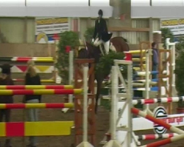horse Last Minute 33 (Hessian Warmblood, 1998, from Lone Star) horse Last Minute 33 (Hessian Warmblood, 1998, from Lone Star)
