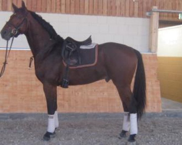 horse San Miguel (Oldenburg, 2009, from San Amour I)