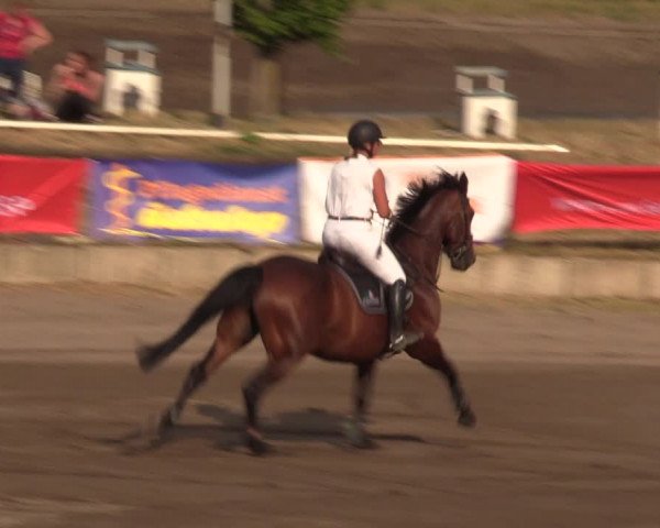 Reitturnier Halle-Seeben 2022