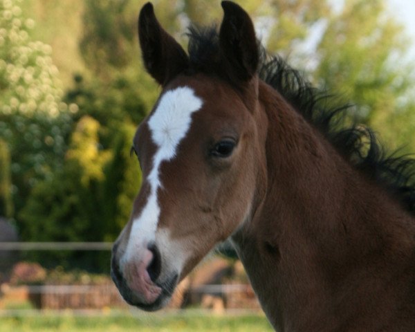 horse Destiny (Zweibrücken, 2011, from Don Van Atta)