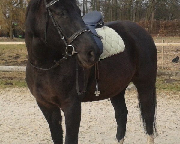 jumper Gentle Star (Oldenburg, 1995, from Grannox)