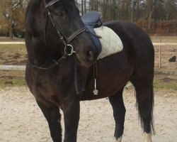 jumper Gentle Star (Oldenburg, 1995, from Grannox)