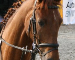 jumper Durango 22 (Oldenburg, 2003, from Dr Doolittle 45)
