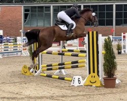jumper Levita 31 (KWPN (Royal Dutch Sporthorse), 2016, from Fiscus)