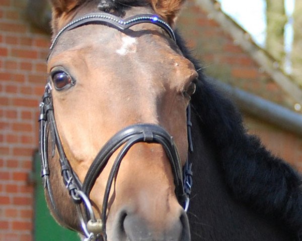 broodmare Lacanta (Hanoverian, 1999, from Lacantus)