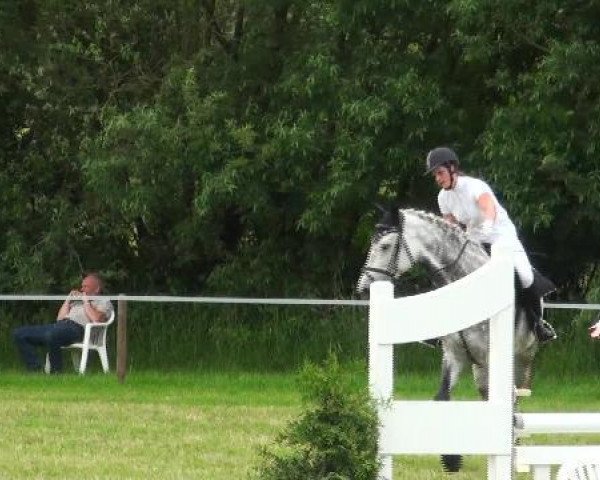 jumper Coronino's Babe (Westphalian, 2001, from Coronino)