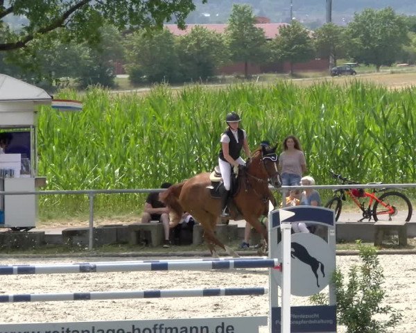 Reitturnier Ehningen 2022
