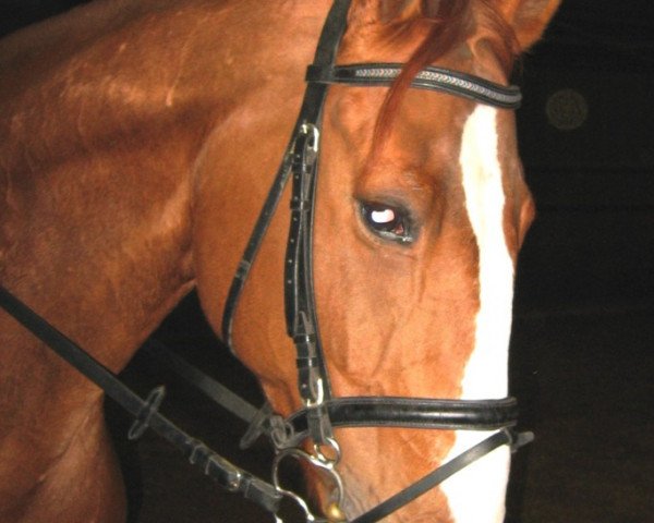 horse Wales 25 (Hanoverian, 1992, from Weissenburg)
