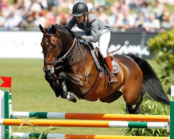 Springpferd Checkmate 4 (Hannoveraner, 1995, von Contender)