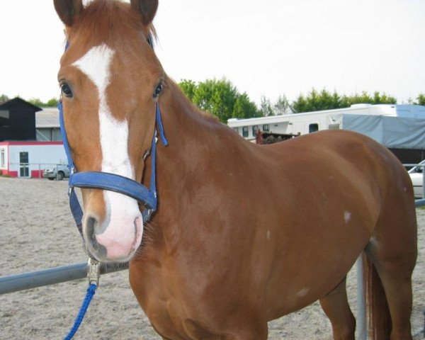 horse Wayonara 2 (Hanoverian, 2000, from Weltmeyer)
