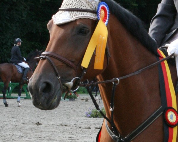broodmare Abendstern 97 (German Warmblood, 1998, from Abakarde)